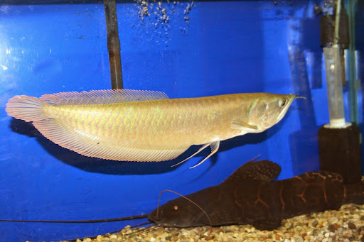 Tropical Fish Store «Aquatic Treasures/Bruces Pond Shop», reviews and photos, 20708 Gudith Rd, Brownstown Charter Twp, MI 48183, USA