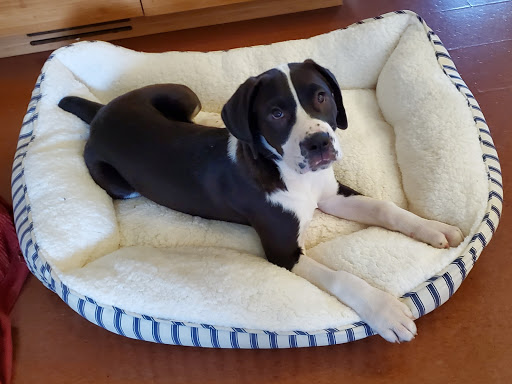 Pet Supply Store «Petco Animal Supplies», reviews and photos, 10383 Reisterstown Rd, Owings Mills, MD 21117, USA