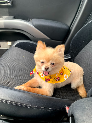 Pet Groomer «Doggie Style Bowtique», reviews and photos, 1713 Westport Rd, Kansas City, MO 64111, USA