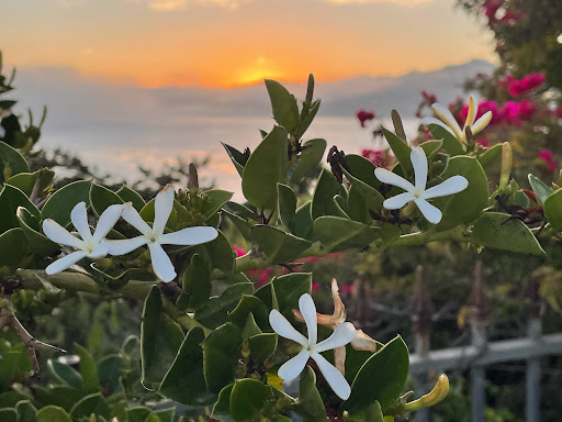 Park «Spyglass Park», reviews and photos, Spyglass Dr, Pismo Beach, CA 93449, USA