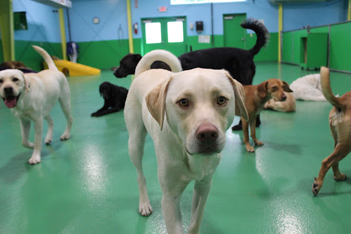 Dog Day Care Center «Play Dog Play Canine Care Center», reviews and photos, 668 Pine St, Burlington, VT 05401, USA