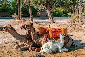 Buggy Dromadaire & Quad Marrakech activites image