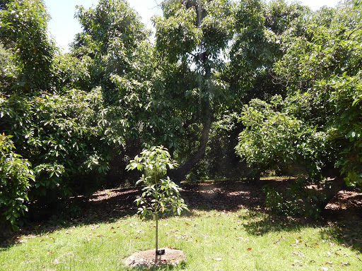 Avocado Grove
