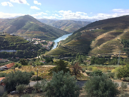 WINTP - Wine Tourism in Portugal
