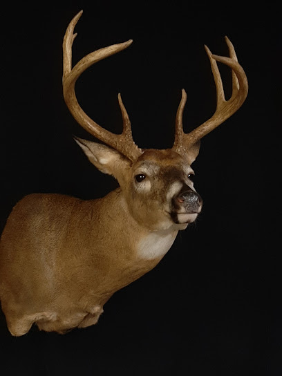 Traditions Taxidermy