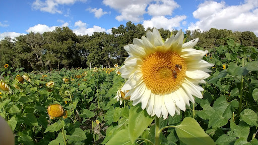 Farm «Oak Haven Farms», reviews and photos, 32418 Avington Rd, Sorrento, FL 32776, USA
