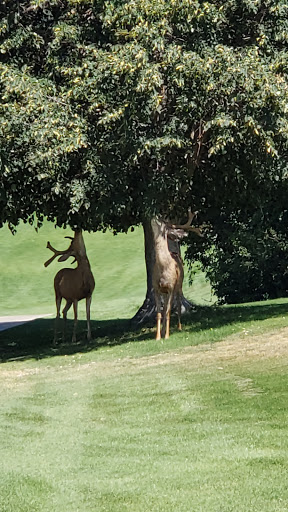 Golf Course «Bountiful Ridge Golf Course», reviews and photos, 2430 Bountiful Blvd, Bountiful, UT 84010, USA