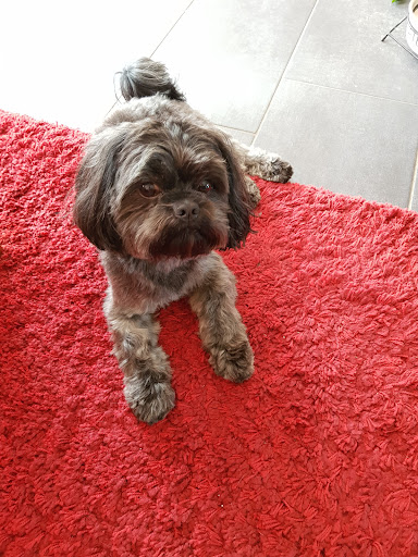 Tierärztin Dr. Johanna Prem unter M. Gladbach, Nordrhein-Westfalen