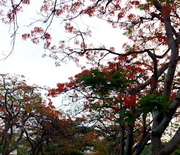 [Jardines del Pedregal] Park photo