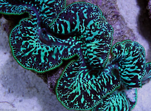 Tropical Fish Store «Barrier Reef Aquariums», reviews and photos, 1717 NE 44th St # A, Renton, WA 98056, USA