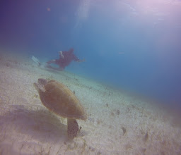 Cancun Scuba diving . Dive shop ONE by Deep Life divers photo