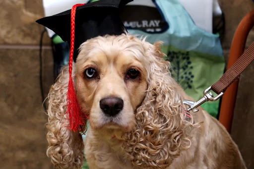 Pet Supply Store «PetSmart», reviews and photos, 131 Town Center Rd, King of Prussia, PA 19406, USA