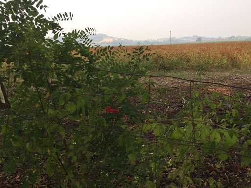 Golf Course «Forest Hills Golf Course», reviews and photos, 36260 SW Tongue Ln, Cornelius, OR 97113, USA