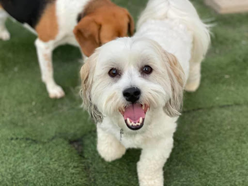 Kennel «Cedar Run Pet Boarding and Daycare», reviews and photos, 2705 Stonegate Ct, Hiawatha, IA 52233, USA