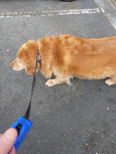 Pet Groomer «Bridgemill Pets», reviews and photos, 3760 Sixes Rd, Canton, GA 30114, USA