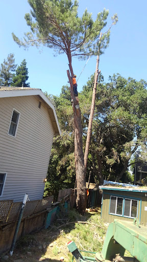 Fall Tree Services, Tree Trimming, Tree Removal San Jose, CA