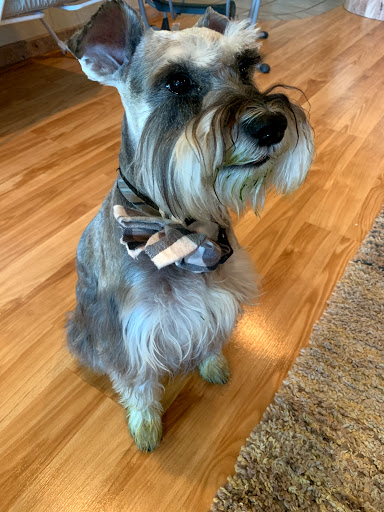 Pet Groomer «Shabby Dog Salon Dog Grooming», reviews and photos, 650 Goerig St c, Woodland, WA 98674, USA