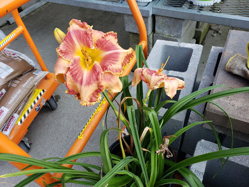 Home Improvement Store «The Home Depot», reviews and photos, 955 S Hartman Dr, Lebanon, TN 37087, USA