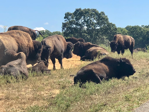 Nature Preserve «Elk and Bison Prairie», reviews and photos, Elk & Bison Prairie Rd, Golden Pond, KY 42211, USA