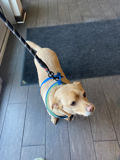 Pet Supply Store «Petco Animal Supplies», reviews and photos, 845 N Dobson Rd, Mesa, AZ 85201, USA