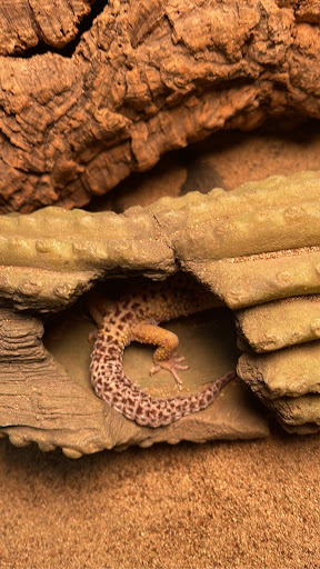 Animal Rescue Service «McCarthys Wildlife Sanctuary», reviews and photos, 12943 61st St N, West Palm Beach, FL 33412, USA