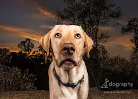 Dography Pet Photography Los Angeles - Car repair in , Los Angeles - Rated 5.0/5