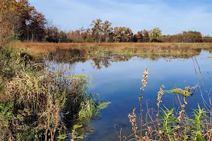 Pisgah Marsh Boardwalk image