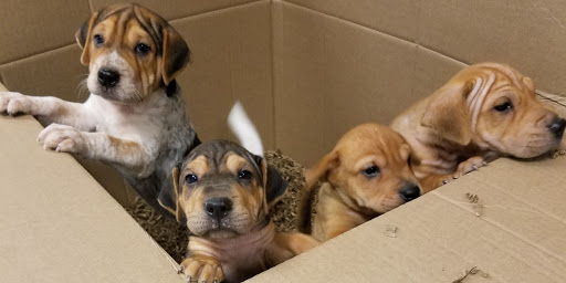 Pet Store «Puppy Palace», reviews and photos, 1250 US-130, Trenton, NJ 08638, USA