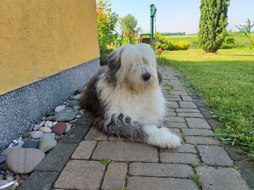 Tierarztpraxis Dr. med. vet. Rüdiger Witt unter Süderholz, 
