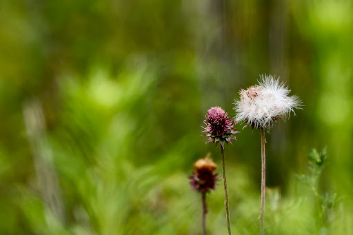 Bird Watching Area «Jelke Creek Bird Sanctuary», reviews and photos, Boncosky Rd, Dundee Township, IL 60118, USA