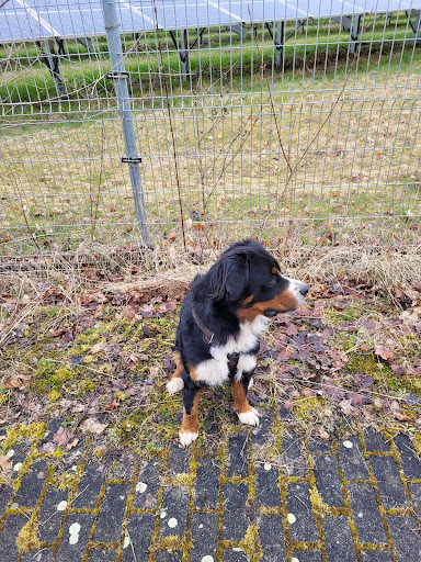 Klaus Wiegand veterinary practice unter Weißenfels, Sachsen-Anhalt