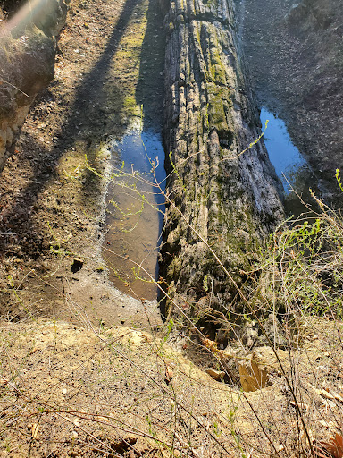 National Forest «Petrified Forest», reviews and photos