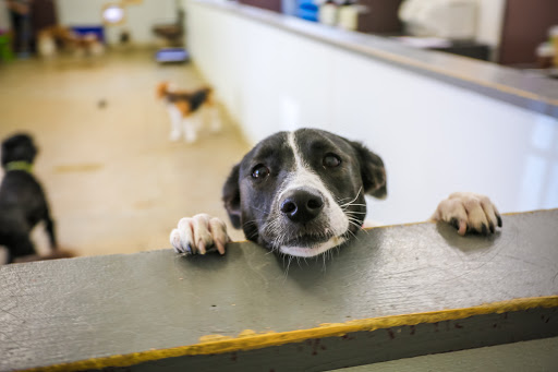 Dog Day Care Center «The Bowhaus Pet Company», reviews and photos, 2472 E Colorado Blvd, Pasadena, CA 91107, USA