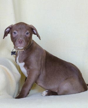 Pet Supply Store «Petco Animal Supplies», reviews and photos, 8404 Eager Rd b, Brentwood, MO 63144, USA