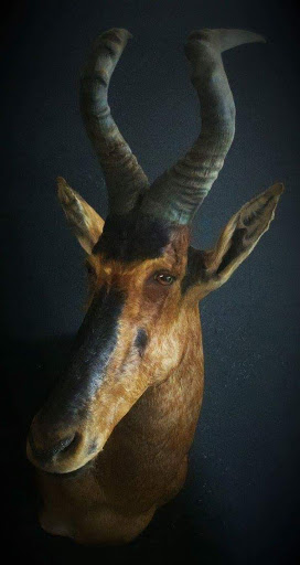 Taxidermist «HighPoint Taxidermy And Outfutters», reviews and photos, 14860 OH-13, Thornville, OH 43076, USA