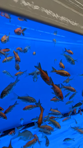 Pet Supply Store «Petco Animal Supplies», reviews and photos, 5994 Montana Ave, El Paso, TX 79925, USA