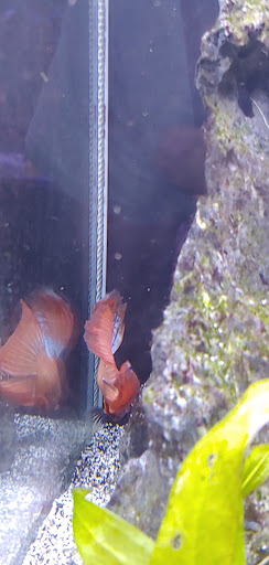 Tropical Fish Store «Coral Reef Aquariums», reviews and photos, 8416 N Armenia Ave, Tampa, FL 33604, USA