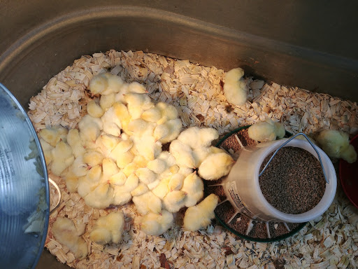 Department Store «Rural King», reviews and photos, 10400 Highland Rd, Hartland, MI 48353, USA