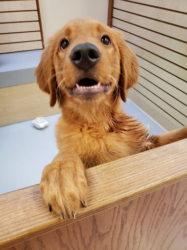 Pet Store «Pet Express», reviews and photos, 100 Independence Way, Danvers, MA 01923, USA