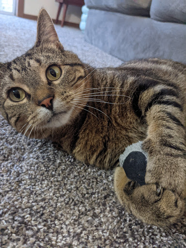 Pet Supply Store «PetSmart», reviews and photos, 1630 13th Ave E, West Fargo, ND 58078, USA