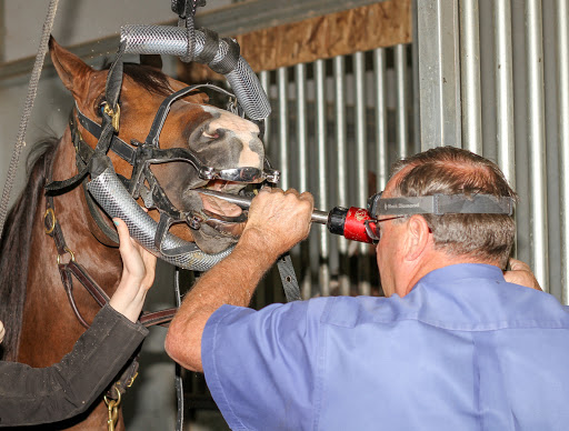 Olympia Equine Veterinary Services image