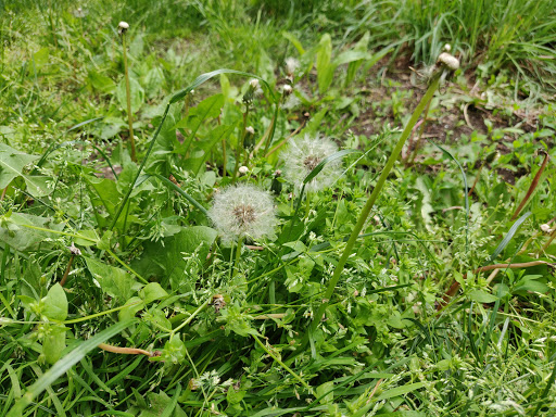 Museum «King Manor Museum», reviews and photos, 150-03 Jamaica Ave, Jamaica, NY 11432, USA