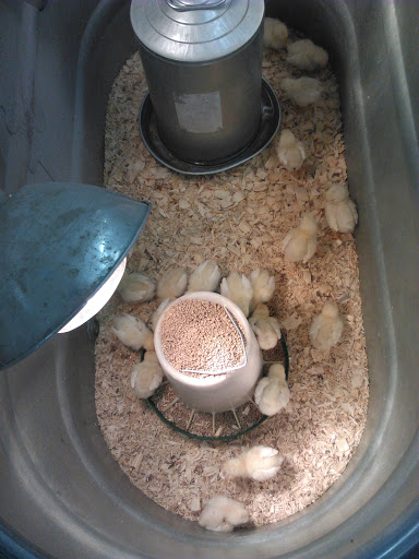 Department Store «Rural King», reviews and photos, 9525 Collinsville Rd, Collinsville, IL 62234, USA