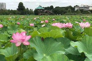 Lotus Pond image