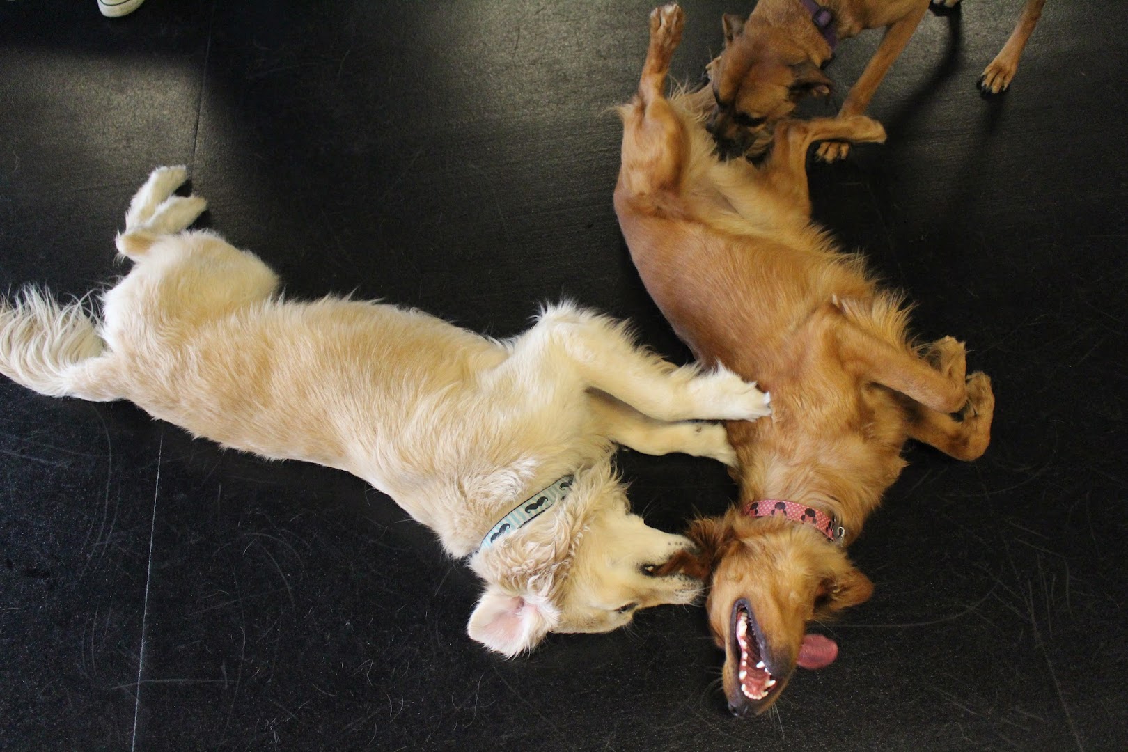 California Canine Dog Training
