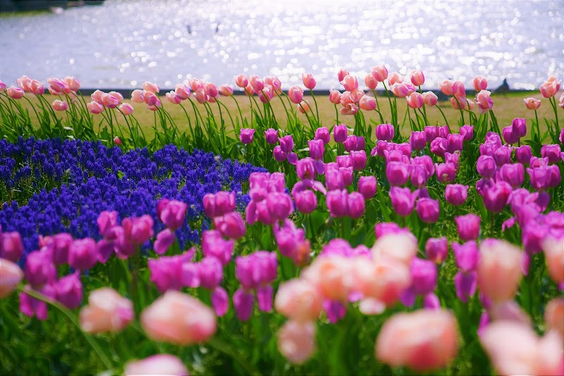 海の中道海浜公園 虹の花壇