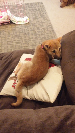 Pet Store «Petland», reviews and photos, 920 Hebron Rd, Heath, OH 43056, USA