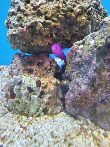 Pet Supply Store «Petco Animal Supplies», reviews and photos, 200 Center Blvd S, Christiana, DE 19702, USA