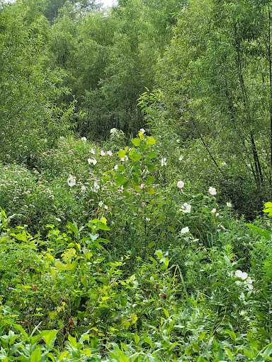 Nature Preserve «Marais Temps Clair Conservation Area», reviews and photos, 5134 Island Road, St Charles, MO 63301, USA