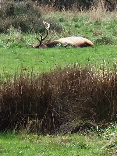 Nature Preserve «Tule Elk Reserve State Natural Reserve», reviews and photos, 8653 Station Rd, Buttonwillow, CA 93206, USA